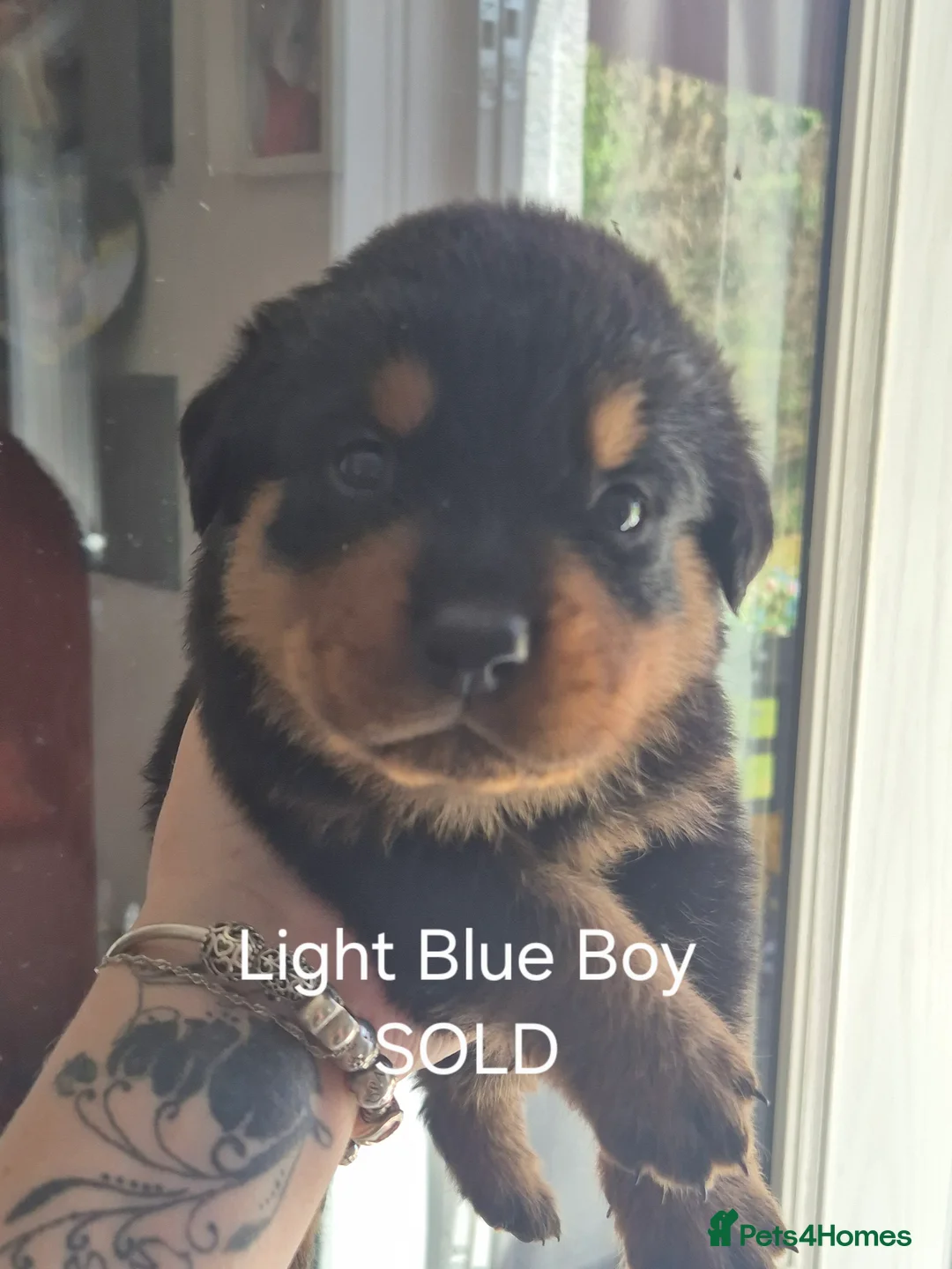 Rottweiler dogs for sale: Rottweiler girl looking for her sofa!!+  - Advert 20