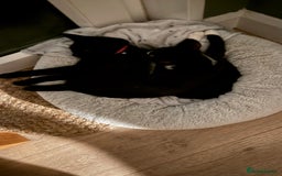 British Shorthair cats for sale: One female kitten  - Image 5
