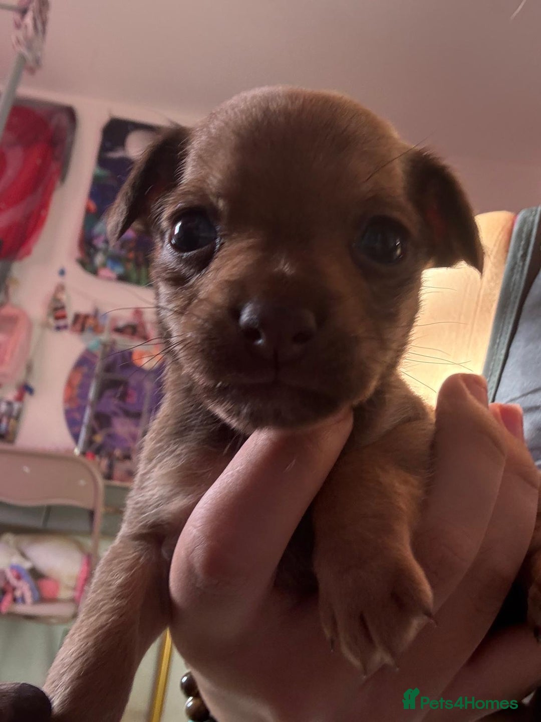 Mixed Breed dogs for sale: chihuahua mixed breed - Advert 10