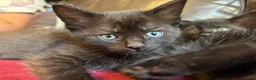 Mixed Breed cats for sale: Kittens for sale  in Grays - Advert 9