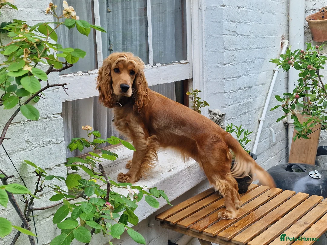 Cocker Spaniel dogs for sale: Cocker Spaniel Puppies (available for veiwing) - Advert 4