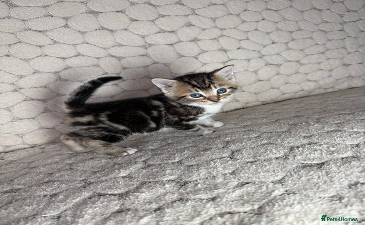 Mixed Breed cats - Advert 15