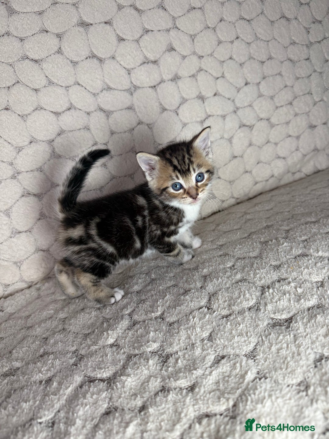 Mixed Breed cats for sale: ONLY ONE LITTLE BOY KITTEN LEFT - Advert 1