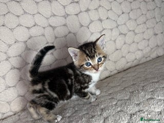 Mixed Breed cats ONLY ONE LITTLE BOY KITTEN LEFT - Advert 20