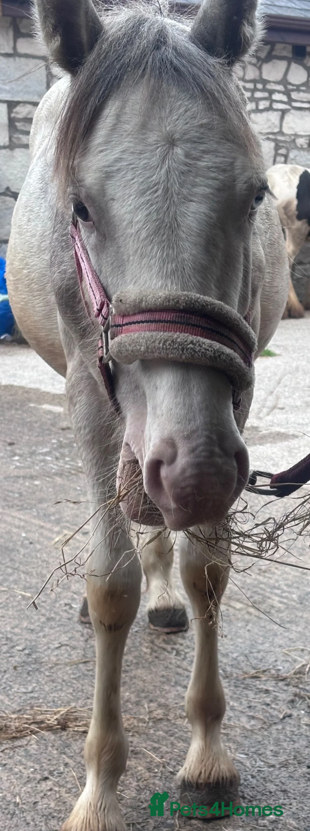 Other Breed horses for sale: Ollie  in Lancaster - Advert 6