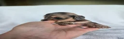 Miniature Dachshund dogs for sale: ❤️Miniature dachshund puppies❤️ - Advert 8
