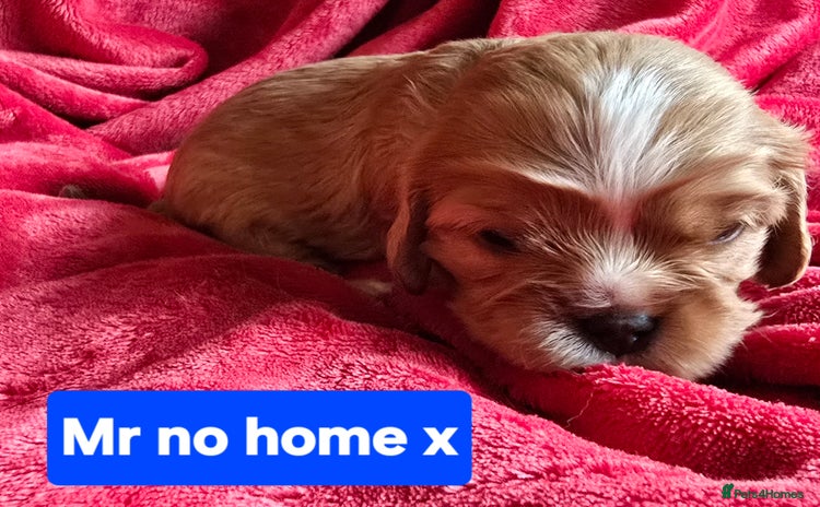 Cavalier King Charles Spaniel dogs - Advert 10