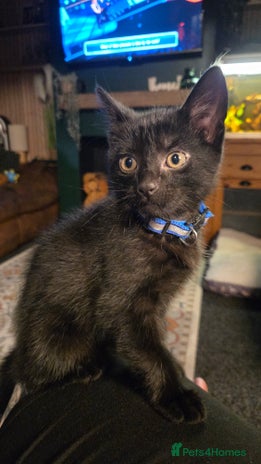 Mixed Breed cats - Advert 3