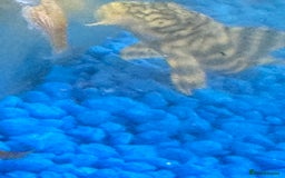 Plecos fish for sale: L015 candy stripped pleco - Image 5