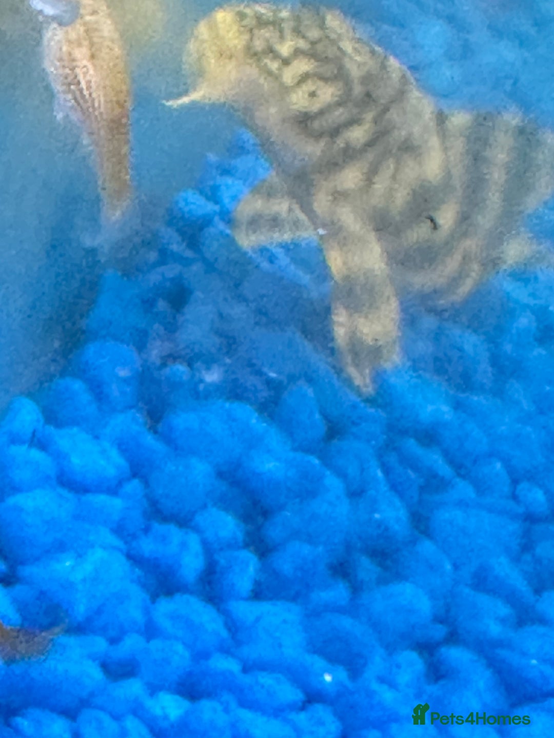 Plecos fish for sale: L015 candy stripped pleco - Image 5