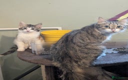 Mixed Breed cats for sale: Two male kittens available  - Image 4