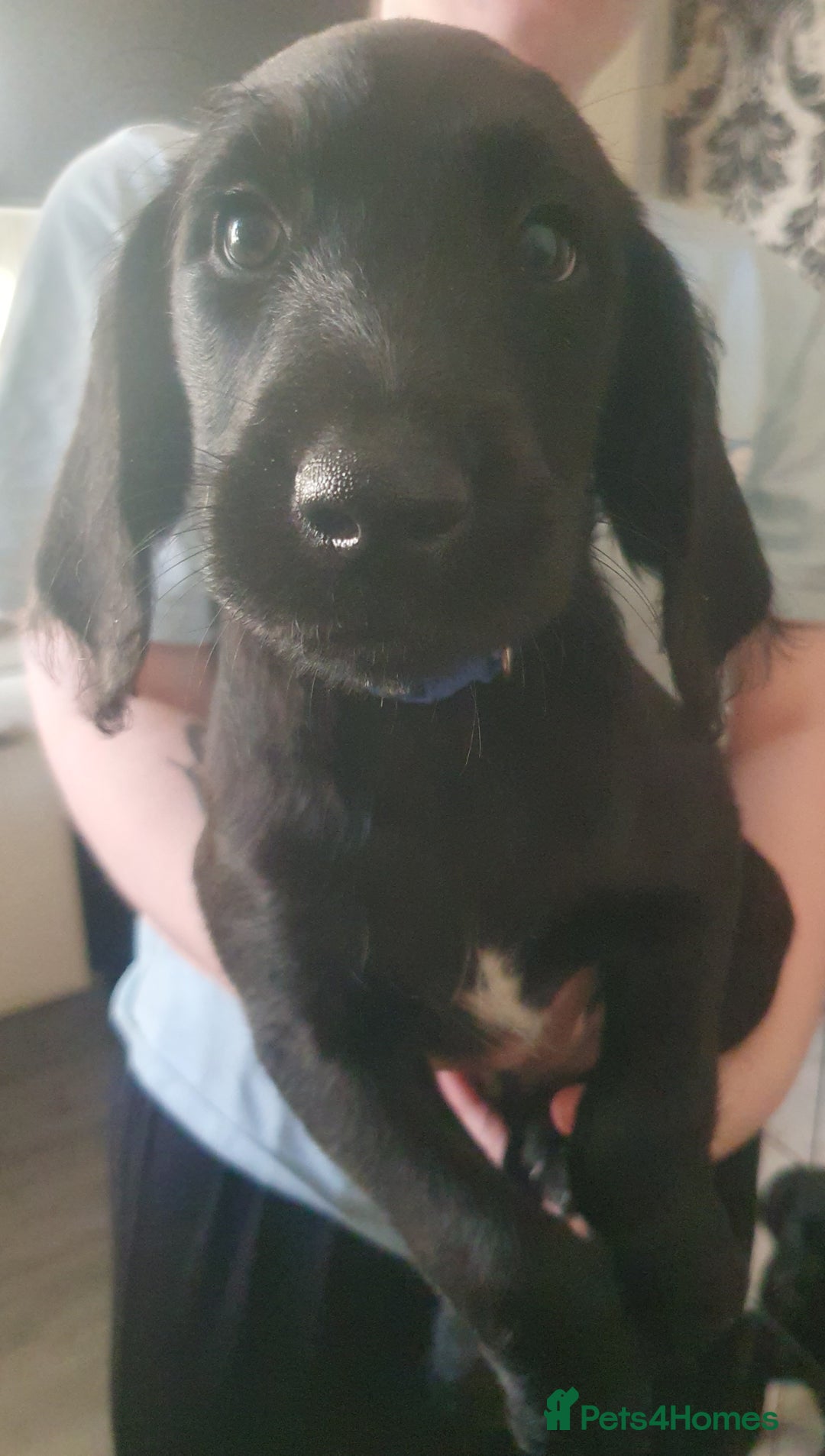 Labradoodle dogs for sale: ☆Ready to leave☆ CHUNKY PUPPIES ☆ - Advert 22