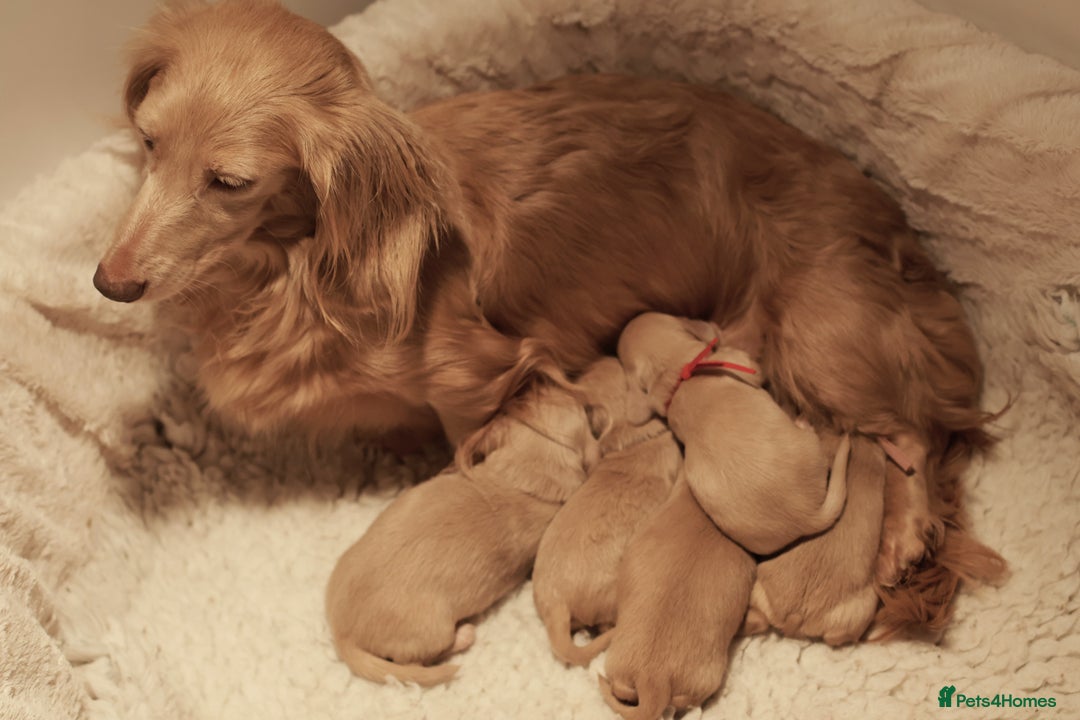 Miniature Dachshund dogs for sale: 5*Licensed+CREAMLONGHAIR+KCreg+PRACLEAR+Vetchecked - Advert 9