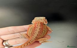 Bearded Dragon reptiles for sale: Baby Bearded Dragons ready now.  - Image 13