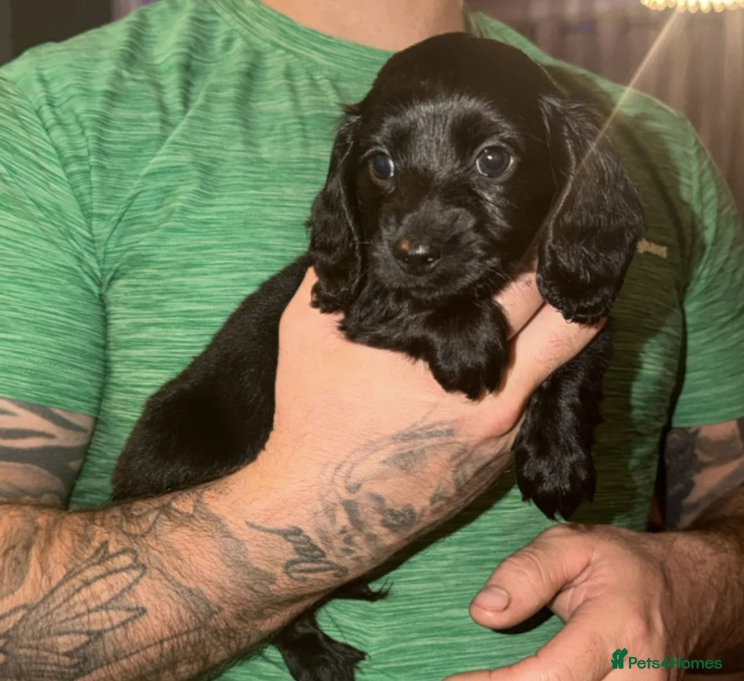 Dachshund dogs for sale: Dachshund puppys - Advert 10