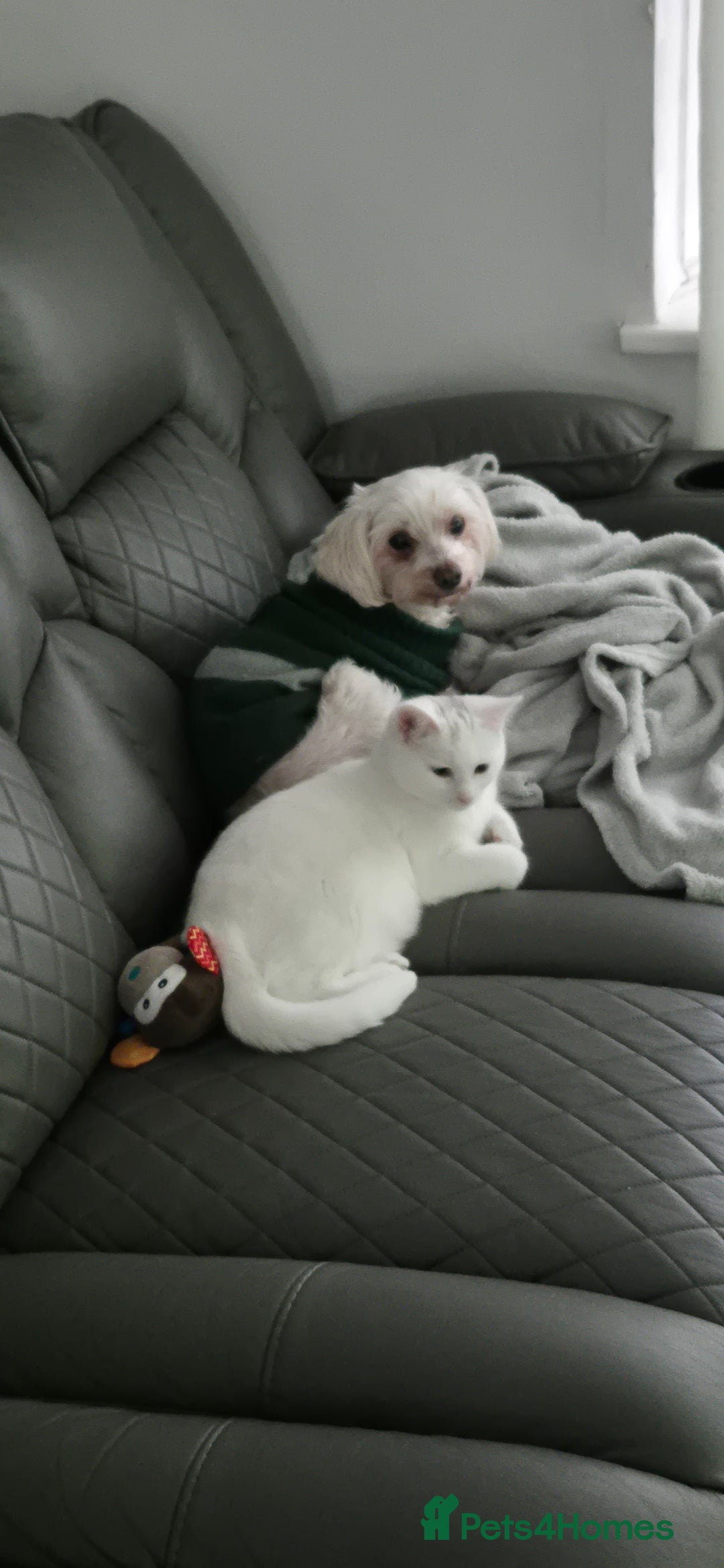 Domestic Shorthair cats for sale: Beautiful white Domestic Shorthair kitten, female - Advert 6