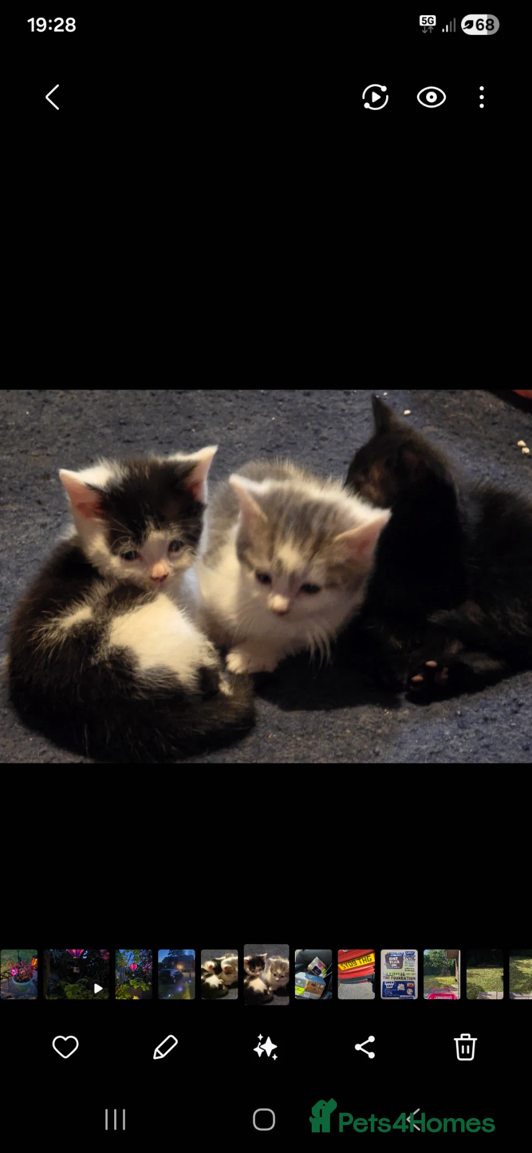 Mixed Breed cats for sale: Elaine in Gloucester - Advert 2