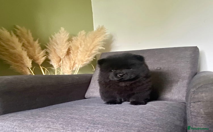 Chow Chow dogs - Advert 1