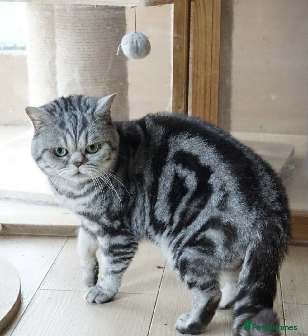British Shorthair cats Bsh .Silver Tabby .As pets only. - Advert 1