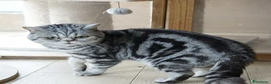 British Shorthair Kitten Silver Pascal.