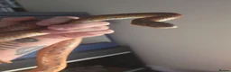 Corn Snake reptiles for sale: 2 common corn snakes - Advert 6