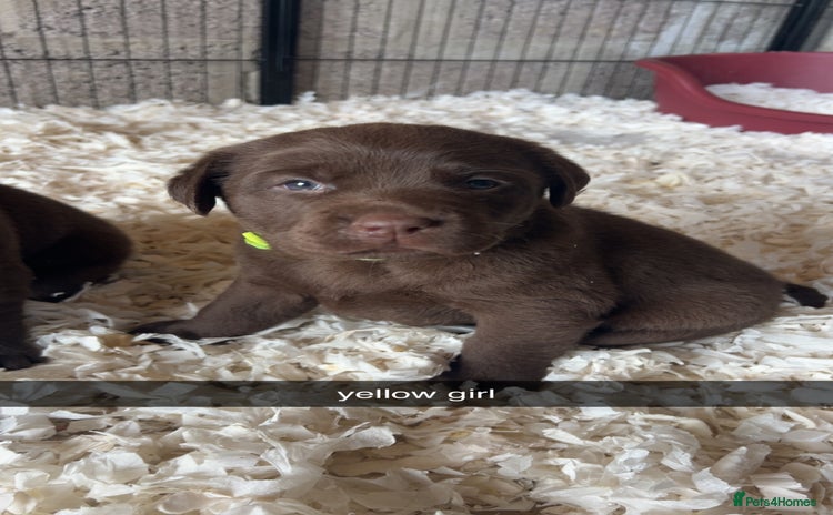 Labrador Retriever dogs - Advert 16