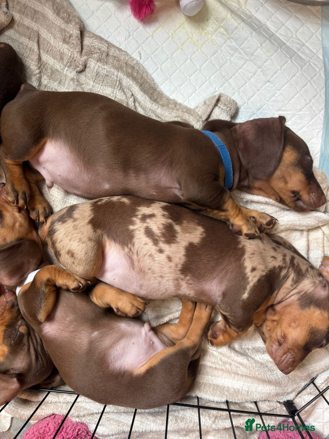 Dachshund dogs for sale: Miniature Dachshund pups £600 - Image 15