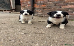 Border Collie dogs for sale: 2 dog pups for sale  - Image 2