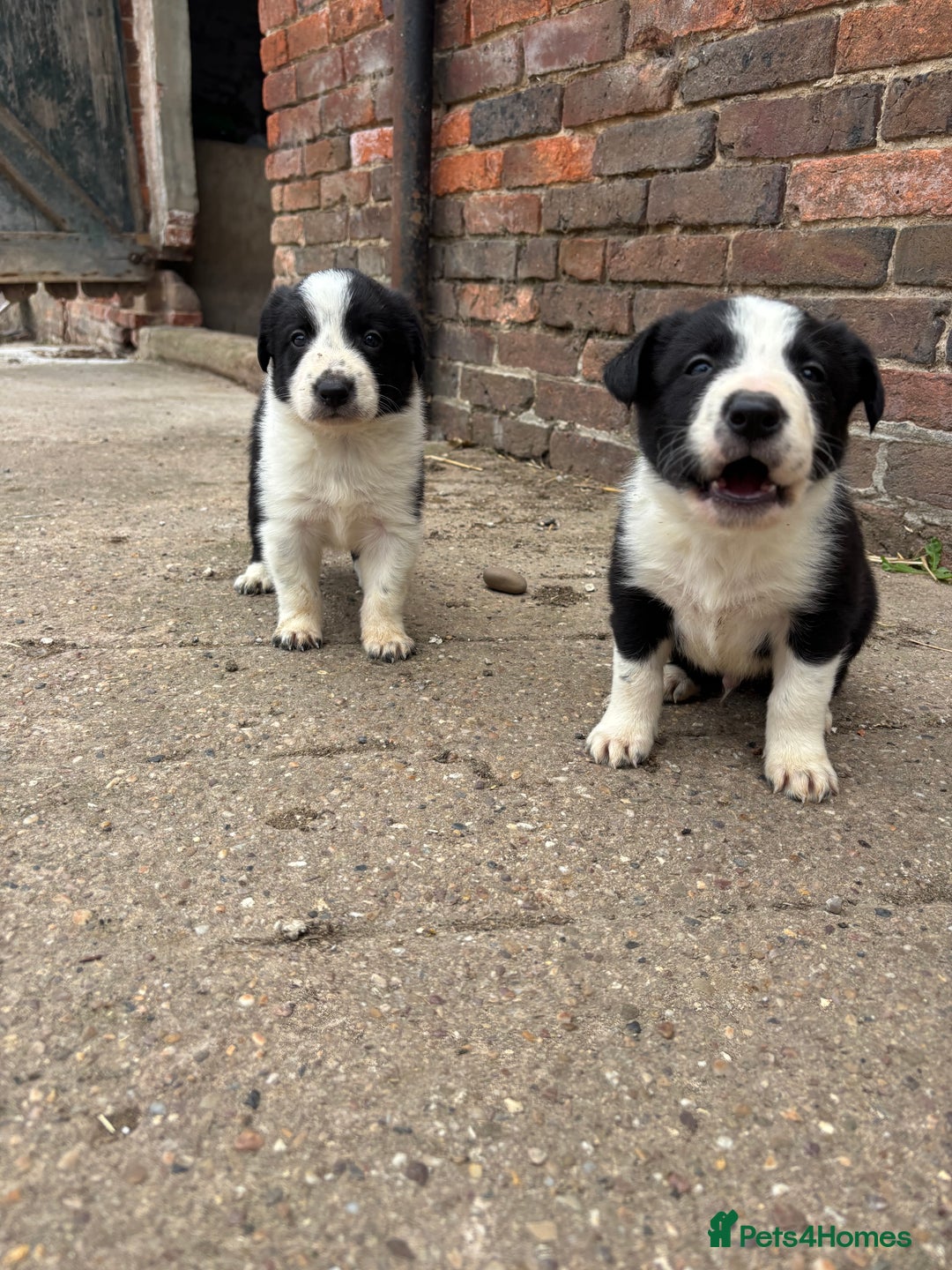 Border Collie dogs for sale: 2 dog pups for sale  - Image 2