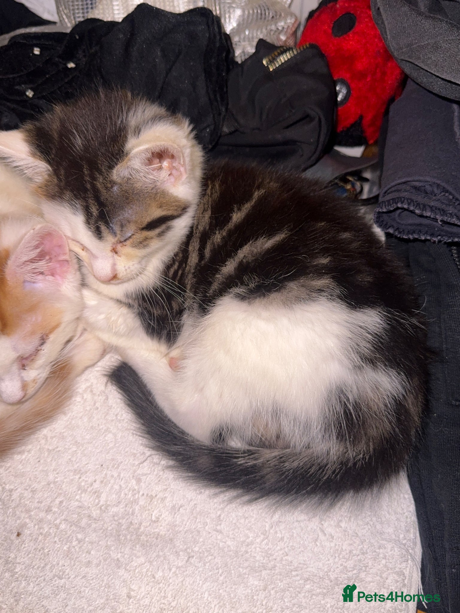 Mixed Breed cats Cuddly Cute Kittens x - Advert 1