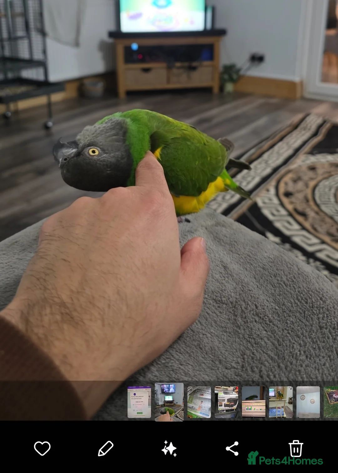 Parrots birds for sale: Senegal parrot - very tame - Advert 5