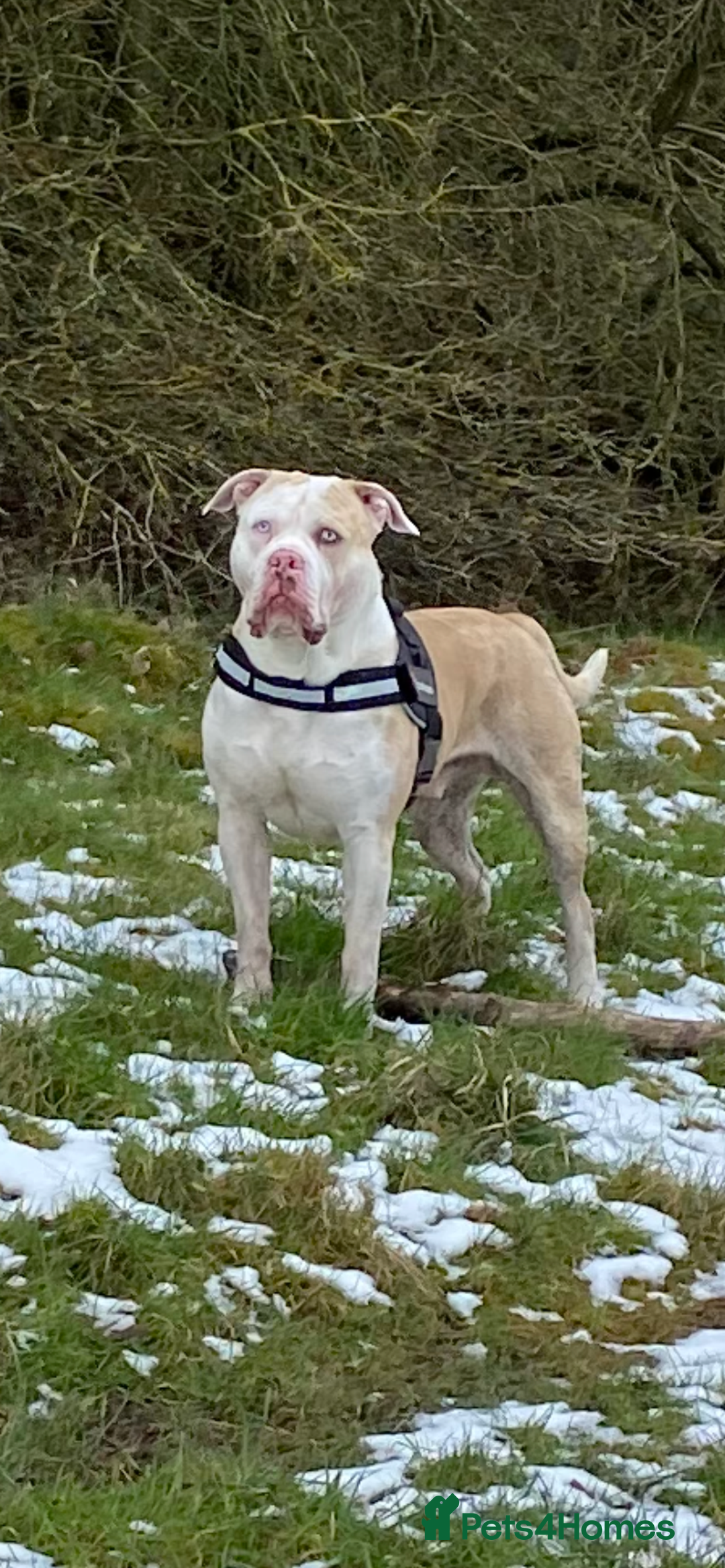 Alapaha Blue Blood Bulldog dogs for stud: Alapaha blue blood bulldog - Advert 11