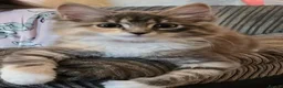 British Longhair cats for sale: One British long haired and one short haired.  - Advert 18