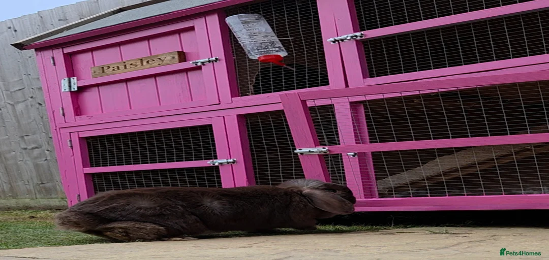 Gallery Image {{count}}