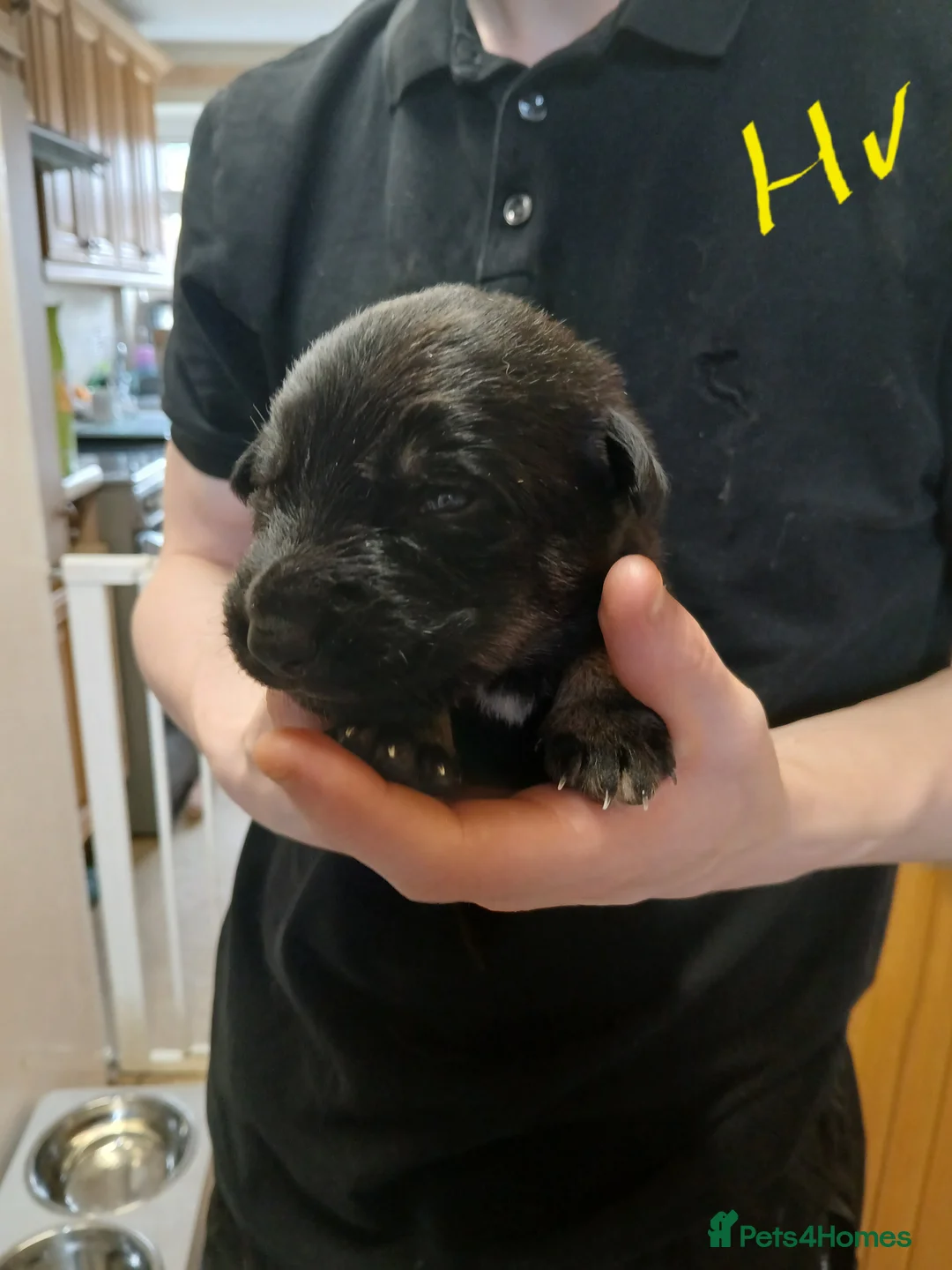 German Shepherd dogs for sale: German shepards  - Advert 20