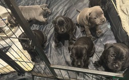 Staffordshire Bull Terrier dogs for sale: Staffordshire Bull Terrier pups - Image 11
