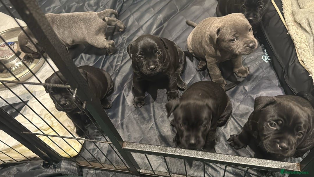 Staffordshire Bull Terrier dogs for sale: Staffordshire Bull Terrier pups - Image 11