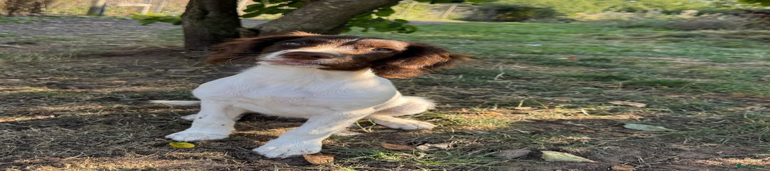 English Springer Spaniel Puppy 5