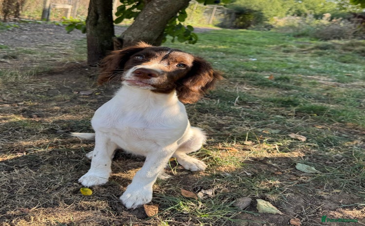 English Springer Spaniel dogs in Bristol - Advert 11