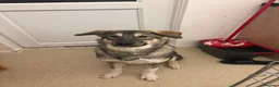 Siberian Husky dogs for sale: Meet storm the Siberian husky  in Northampton - Advert 1
