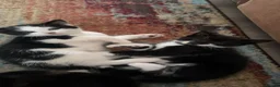 Mixed Breed cats for sale: Mixed breed black and white kittens - Advert 11
