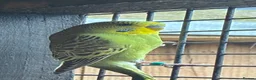 Budgerigars birds for sale: Aviary bred Budgies’s for sale - Advert 6