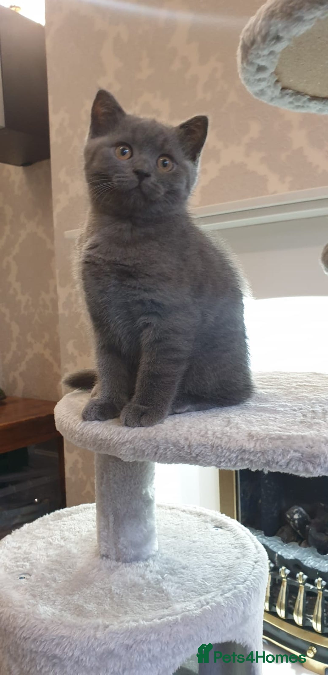 British Shorthair cats for sale: British Shorthair kittens from champion bloodline - Image 9