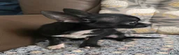 Chihuahua dogs for sale: Gorgeous Kc reg chihuahuas in Blackpool - Advert 6
