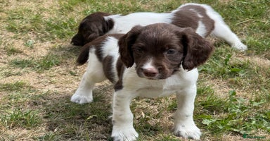 English Springer Spaniel dogs - Advert 9
