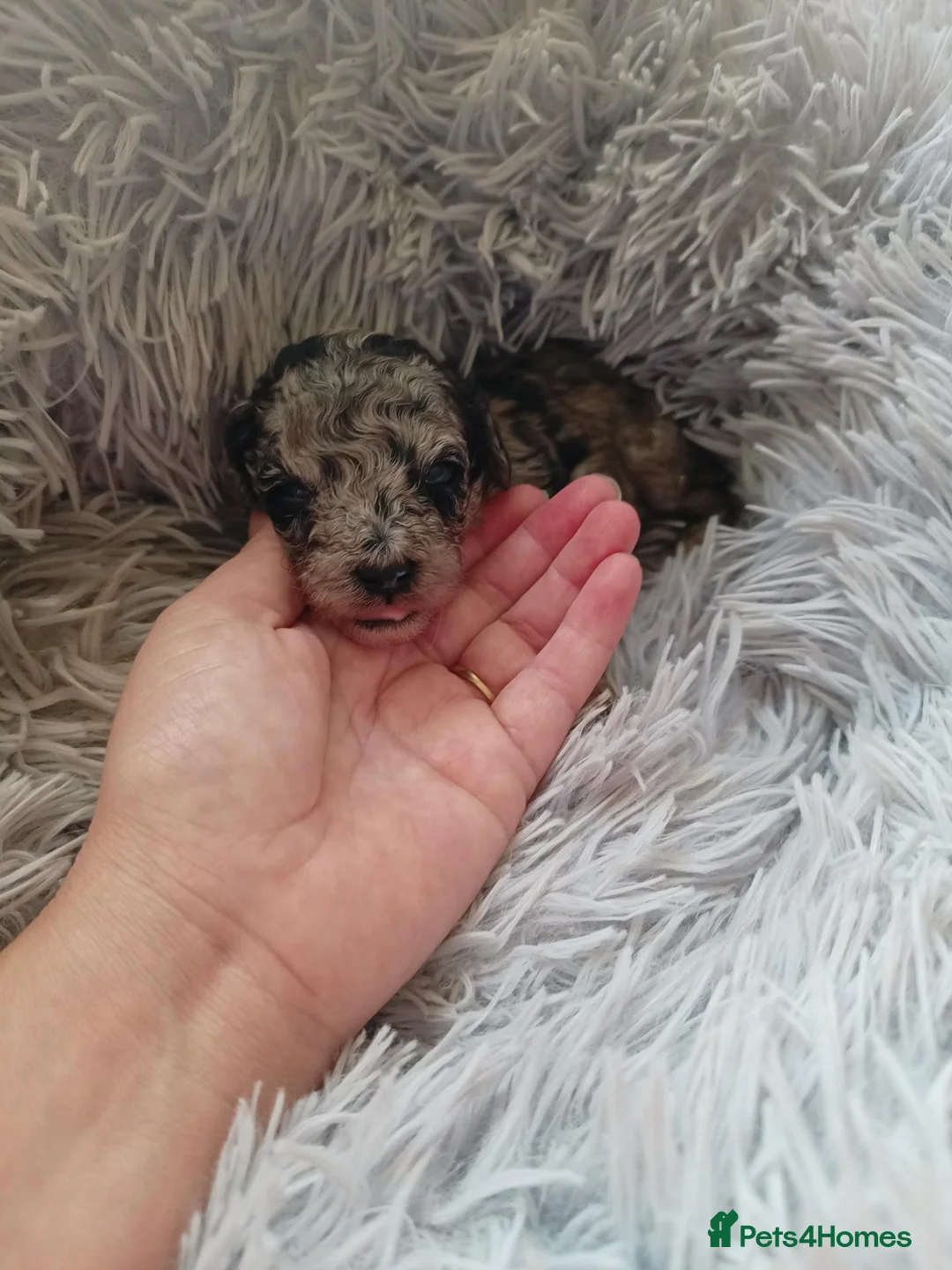 Cavapoo dogs for sale: Beautiful Rare F1B cavapoo puppies  - Advert 19
