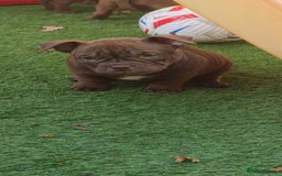 American Bully dogs for sale: Micro Exotic Bully ABR Females - Image 5