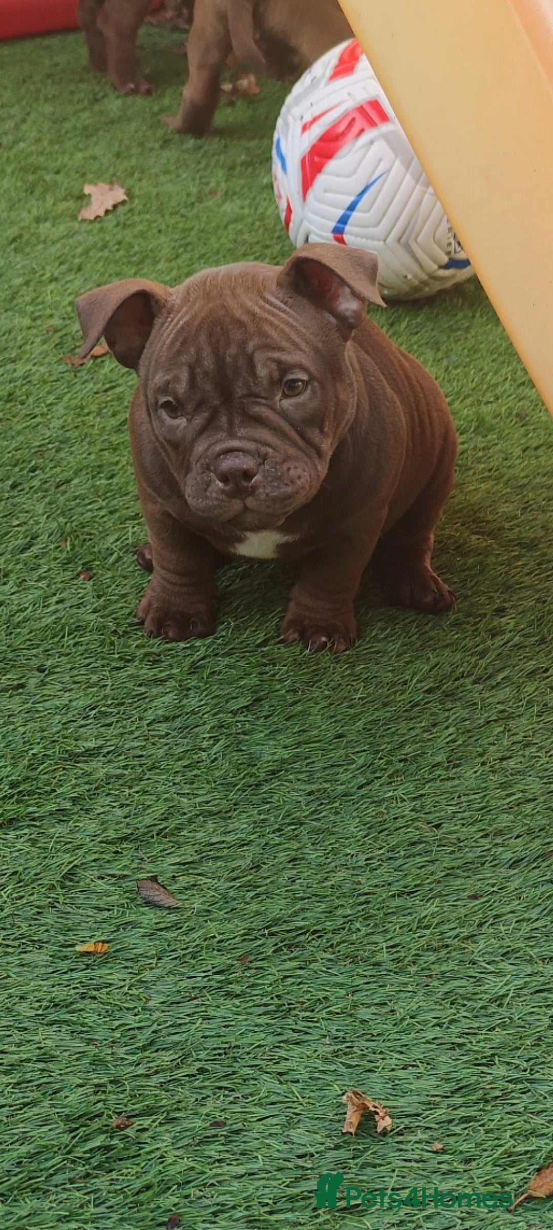 American Bully dogs for sale: Micro Exotic Bully ABR Females - Image 5