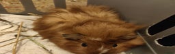 Guinea Pig rodents for sale: Baby Guinea pigs - Advert 7