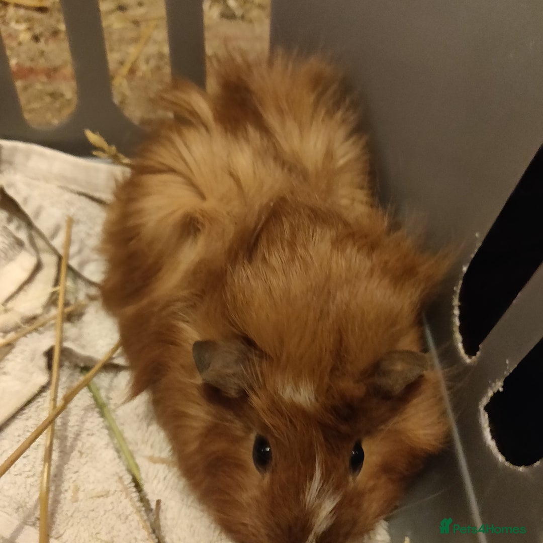 Guinea Pig rodents for sale: Baby Guinea pigs - Advert 7